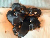 Yorkshire-Terrier-Welpen aus kontrollierter KFT-/VDH-Zucht