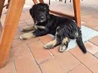 Wäller Welpen zwischen Briard und Australien Shepherd