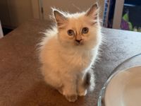 Letztes!! Ragdollkitten