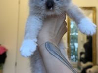 Zuckersüße Ragdollkitten