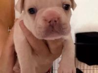 Französische Bulldoggen mit Nase