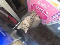 Kitten abzugeben sofort abholbereit