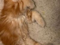 Maine Coon