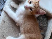 Katzenbaby/Kitten