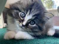 Einzigartiges Ragdoll-BLH Edelmix Kitten