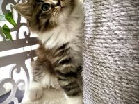 Einzigartiges Ragdoll-BLH Edelmix Kitten