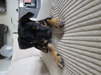 Australian Cattle Dog Mischlingshündin + Welpenerstausstattung