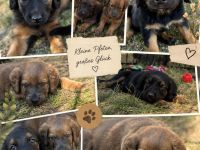 • Mischlingswelpen suchen Traumzuhause •