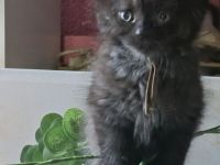 Mainecoon Kätzchen Kitten Katzenbabys