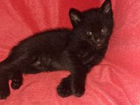 🐱 Süße Katzenbabys suchen ein liebevolles Zuhause