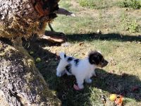 Jack Russel Terrier