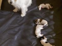 Jack Russel Terrier