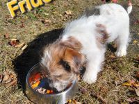 Jack Russel Terrier
