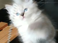 Kitten - Babykatzen Birma