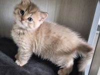 BKH-Jungs in blue golden tabby spotted & lilac silver tabby point vom Züchter