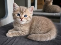 BKH-Jungs in blue golden tabby spotted & lilac silver tabby point vom Züchter