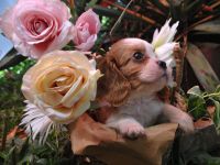 Cavalier King Charles Spaniel Jungen
