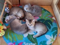 Babys Bkh mit Stammbaum Black golden shaded ticked Chocolate mackerel tabby Blue golden shaded