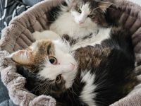 Lutz und Mr. Jingles werden gemeinsam vermittelt