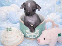 Chinese Crested TH Welpe