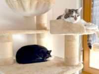 Luna und Polly – werden gemeinsam vermittelt