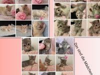 6 süße kitten 💖suchen für denn 6.9.26 ein neues zuhause 💖💖💖