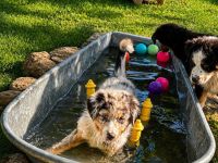 Australian Shepherd Rüde für besondere Menschen ...