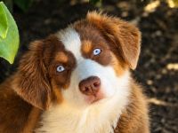 Australian Shepherd Welpen  besonders Welpen  für besondere Menschen ...