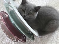 Bezauberndes graues BKH-Kitten sucht liebevolles Zuhause