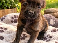 Frenchi fluffy und Standard