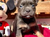 Frenchi fluffy und Standard