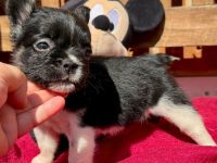 Frenchi fluffy und Standard