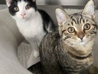Zuckersüße BKH-Mix Kitten suchen ein liebevolles Zuhause!