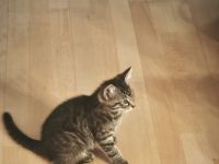 Katzenbabies abzugeben sofort
