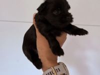 Yorkshire-Terrier-Welpen 1 Hündin und 1 Rüde noch frei zur Reservierung
