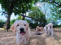Labradoodle Welpen