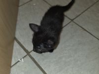 KITTEN ..14 Wochen alt suchen ein für immer zuhause