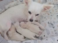 2 zauberhafte Chihuahua-Mädchen suchen ein liebevolles Zuhause auf Lebenszeit
