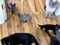 Süße Kitten (BKH   EKH Mix) suchen ein liebevolles Zuhause