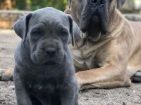 Cane Corso  ein neues liebevolles Zuhause