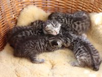 Kleine Samtpfoten, großes Glück: Unsere BKH-Kätzchen suchen liebevolle Familien.