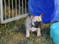 Französchische Bulldoggen