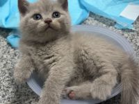 Bkh kitten