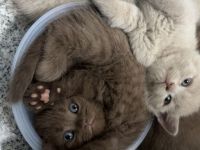 Bkh kitten Mädchen braun chocholate