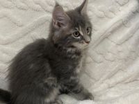 Maine Coons aus hervorragender Zuchtlinie verfügbar