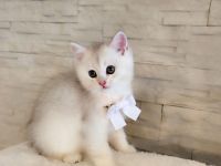 BKH Kitten Reinrassige sofort Abgabe.