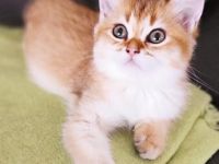 Golden Farben BKH Kitten