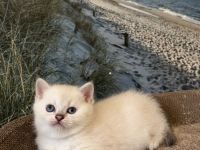 BKH Kitten