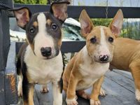 Miniatur Bullterrier Welpen