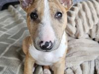 Miniatur Bullterrier Welpen